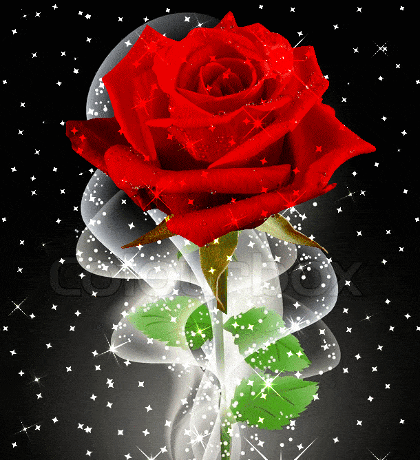 blossing-rose-2 - Superior Housekeeping Service, LLC Where Exceptional Service & Affordability Meet!