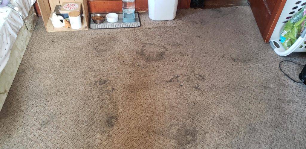 Dirty carpet - Superior Housekeeping Service, LLC Dirty carpet